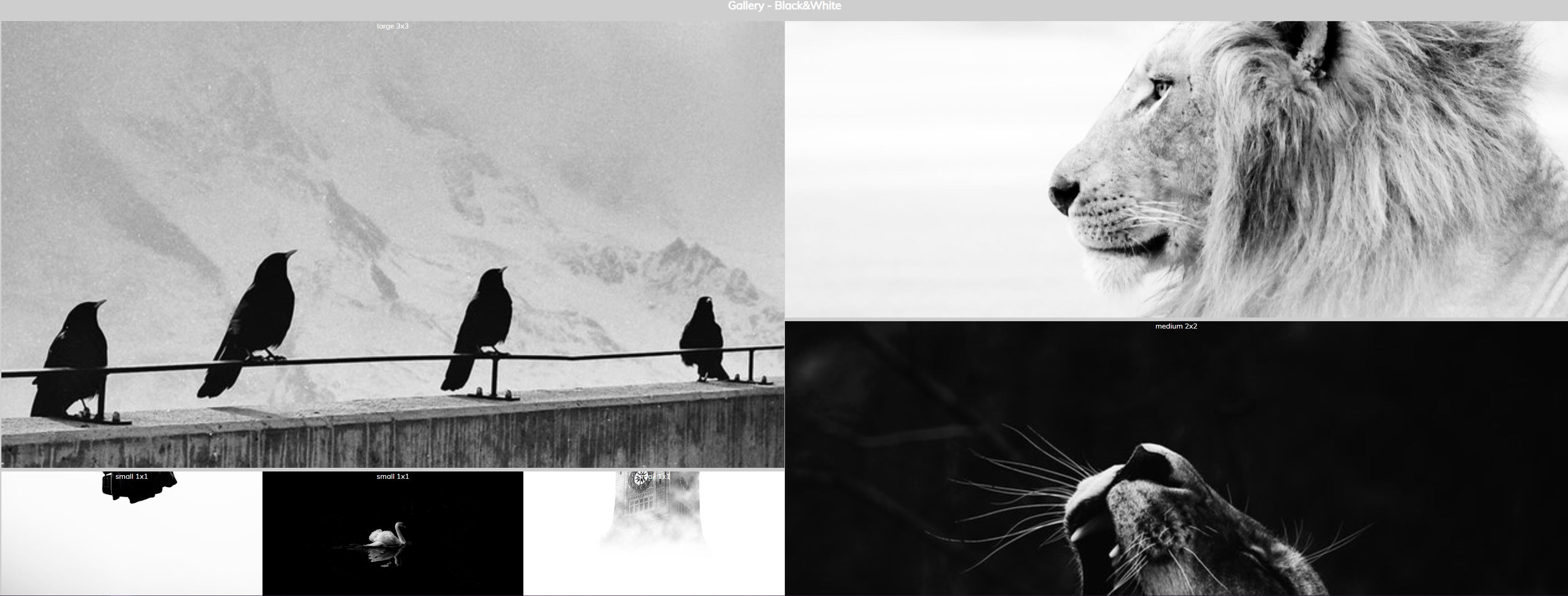 blk + wht gallery